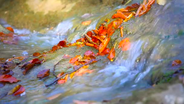 Cachoeira de água doce pura na floresta de outono — Vídeo de Stock