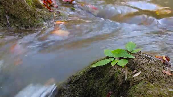 Čistá vodopád v podzimním lese — Stock video