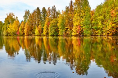 Sonbahar, sarı ağaçlar, su