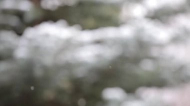 Kar yeşil ağaçlar arka plan üzerinde var. Kış