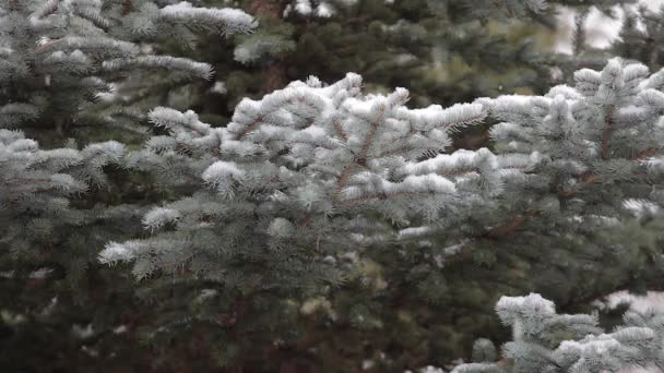 Śnieg jest jest na tle zielonych drzew. Zimowe — Wideo stockowe