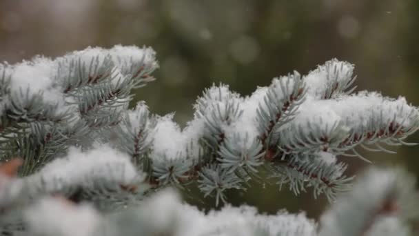 Śnieg jest jest na tle zielonych drzew. Zimowe — Wideo stockowe