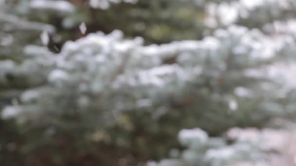 雪が木々 の緑の背景です。冬 — ストック動画