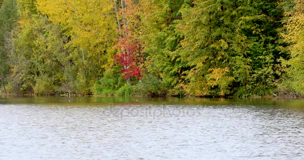 Осень. Отражение деревьев в воде — стоковое видео