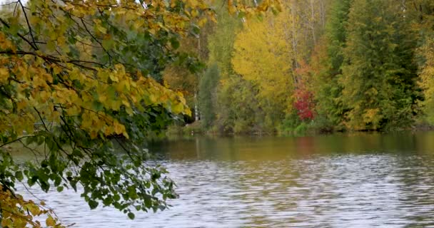 Automne. Réflexion des arbres dans l'eau  