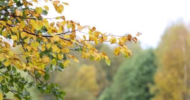 秋。水の木の反射 — ストック動画
