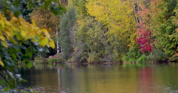 Herbst. Reflexion von Bäumen im Wasser — Stockvideo