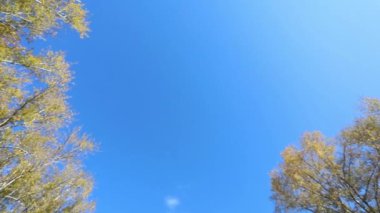 Sonbahar. Sarı akçaağaç yaprağı gökyüzüne karşı wobbles