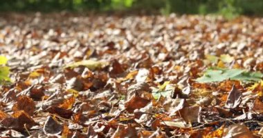 Sonbahar. Yaprakları yere düşer ve Rüzgar yaprakları kaldırdı. 4k