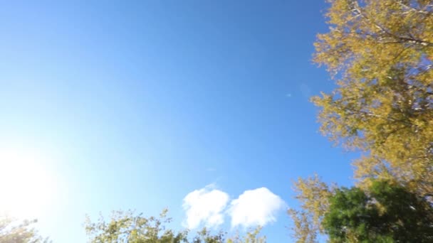 Outono. Folha de bordo amarela oscila contra o céu — Vídeo de Stock