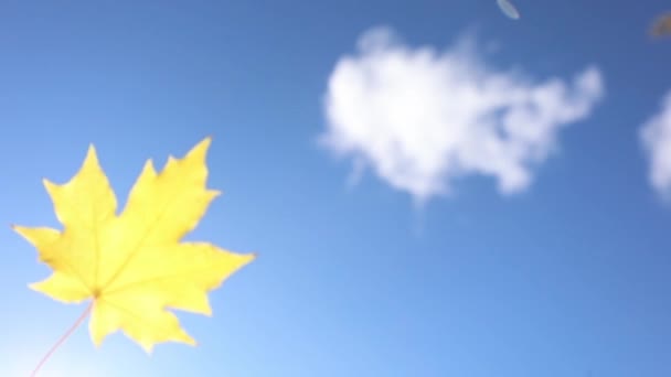 Autumn. Yellow maple leaf wobbles against the sky — Stock Video