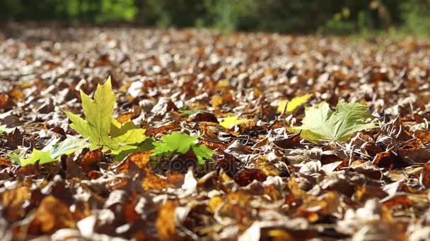 Осінь. Листя падають на землю, а вітер піднімає листя. Повільний рух — стокове відео