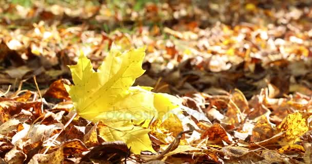 Sonbahar. Yaprakları yere düşer ve Rüzgar yaprakları kaldırdı. 4k — Stok video