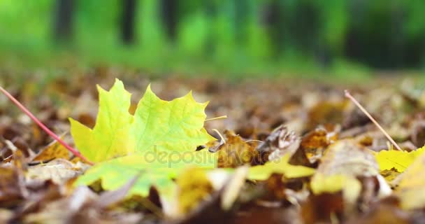 Outono. As folhas caem no chão e o vento levanta as folhas. 4K — Vídeo de Stock