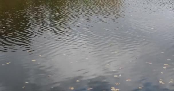 Autumn. Bright autumn forest near the pond — Stock Video