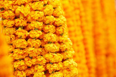 Safran nepal çiçekler