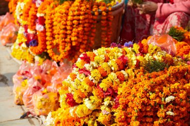 Safran nepal çiçekler