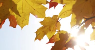 Güneş parlıyor rüzgarda üfleme yaprakları düşer. akçaağaç