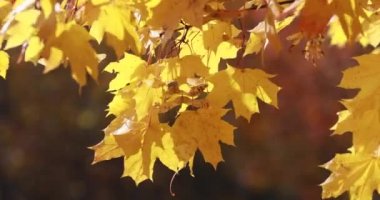 Sonbahar Şehir Parkı 'nda Yaprak Düşüşü. Güzel Arkaplan