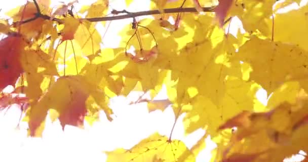 Sol brillando a través de hojas de otoño soplando en la brisa. Arce — Vídeo de stock