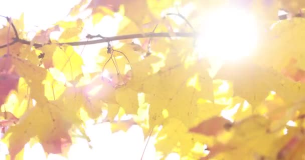 Solen skiner igenom faller löv blåser i vinden. lönn — Stockvideo