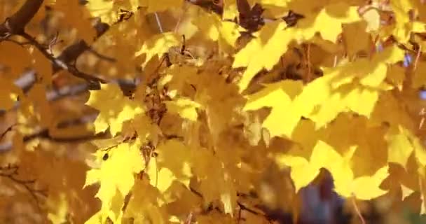 Leaf fall in the autumn city park. Beautiful background — Stock Video