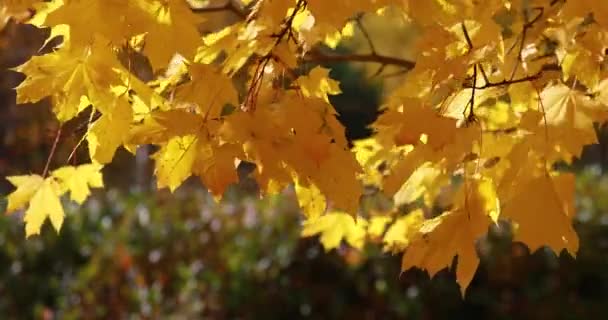 Лист падає в осінній міський парк. Прекрасний фон — стокове відео