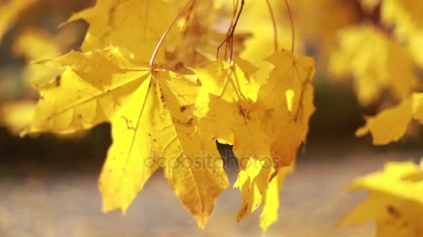 Sol brillando a través de hojas de otoño soplando en la brisa. Arce — Vídeo de stock