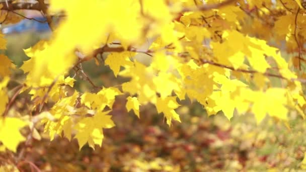 Sun shining through fall leaves blowing in breeze. maple — Stock Video