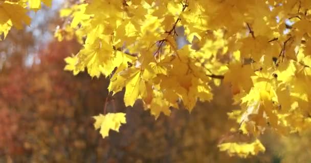 Sol brillando a través de hojas de otoño soplando en la brisa. Arce — Vídeos de Stock