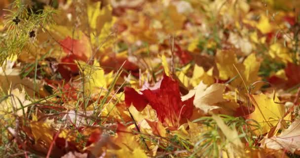 Soleil brille à travers les feuilles d'automne soufflant dans la brise. huile d'érable 