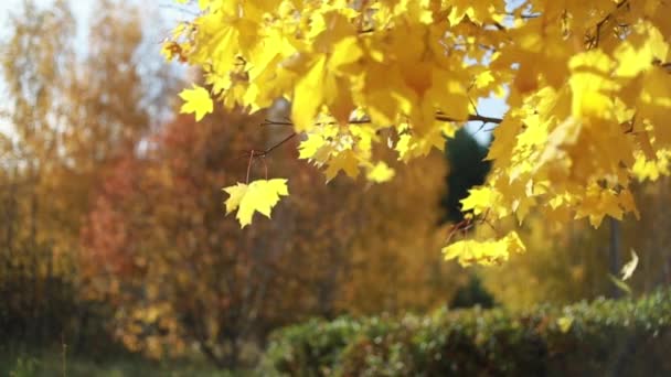 Сонце світить крізь осіннє листя, що дме вітром. клен — стокове відео