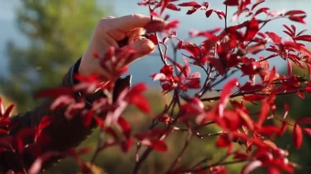 这个女孩收集野生玫瑰浆果 — 图库视频影像