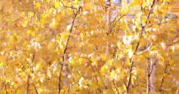 Żółte Liście Brzozy Kołyszą Się Wietrze — Wideo stockowe