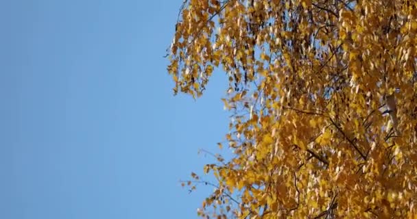 Sarı Huş Yaprakları Rüzgarda Sallanıyor — Stok video