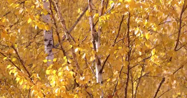 Foglie Betulla Gialla Ondeggiano Nel Vento — Video Stock