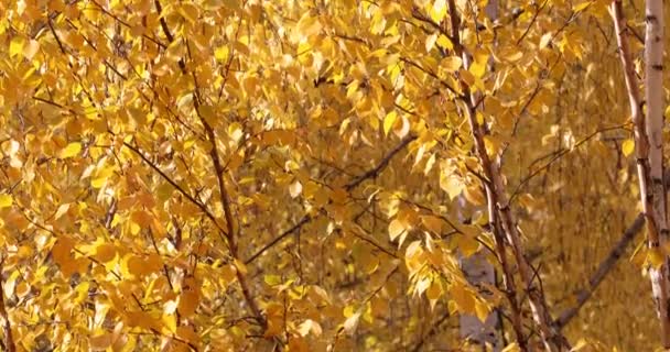 Las Hojas Abedul Amarillo Balancean Viento — Vídeo de stock