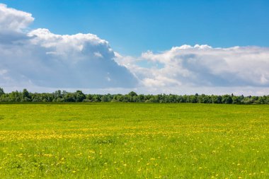 Güneşli bir günde güzel bir yaz manzarası