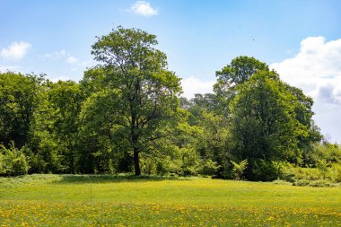 Güneşli bir günde güzel bir yaz manzarası