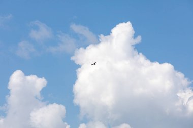 Ormandaki kentsel yerleşimlerin manzarası