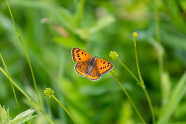 Yeşil çimen üzerinde turuncu kelebek