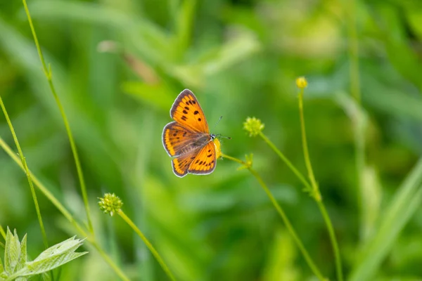 Papillon Orange Sur Fond Herbe Verte — Photo