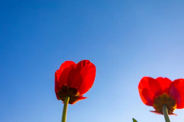 Rote Und Gelbe Tulpenblüten Auf Blauem Hintergrund — Stockfoto