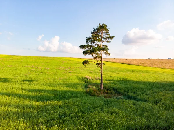 牧草地や道路と美しい夏の風景 — ストック写真