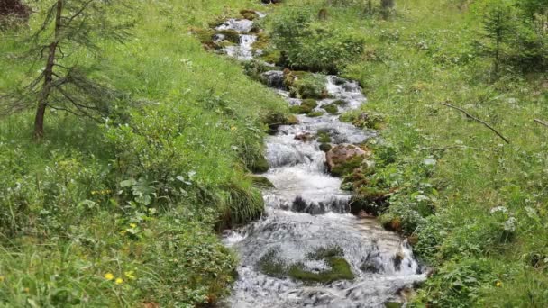 Piękny Górski Potok Biegnie Nad Kamieniami Pośród Zieleni Alpejskich Łąk — Wideo stockowe