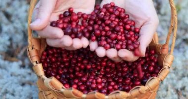 Sepetli bir kız ormanda yürüyor ve böğürtlen topluyor..