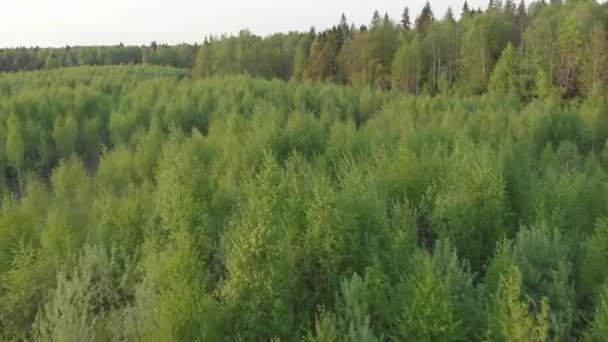 Vista Dall Alto Una Foresta Verde Campi Strada Paesaggio Estivo — Video Stock