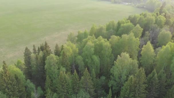 Κάτοψη Ενός Πράσινου Δάσους Χωραφιών Και Δρόμων Θερινό Τοπίο — Αρχείο Βίντεο