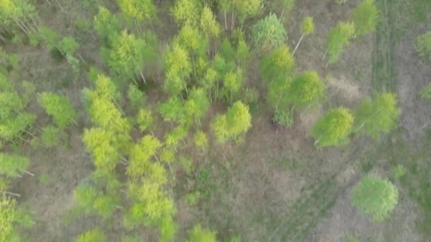 Pohled Shora Zelený Les Pole Silnici Letní Krajina — Stock video