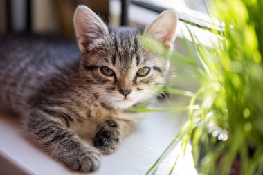 Minik tüylü kedicik oturur pencerenin kenarında